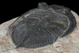 Bargain, Zlichovaspis Trilobite - Atchana, Morocco #171512-4